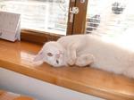 British Shorthair on the windowsill