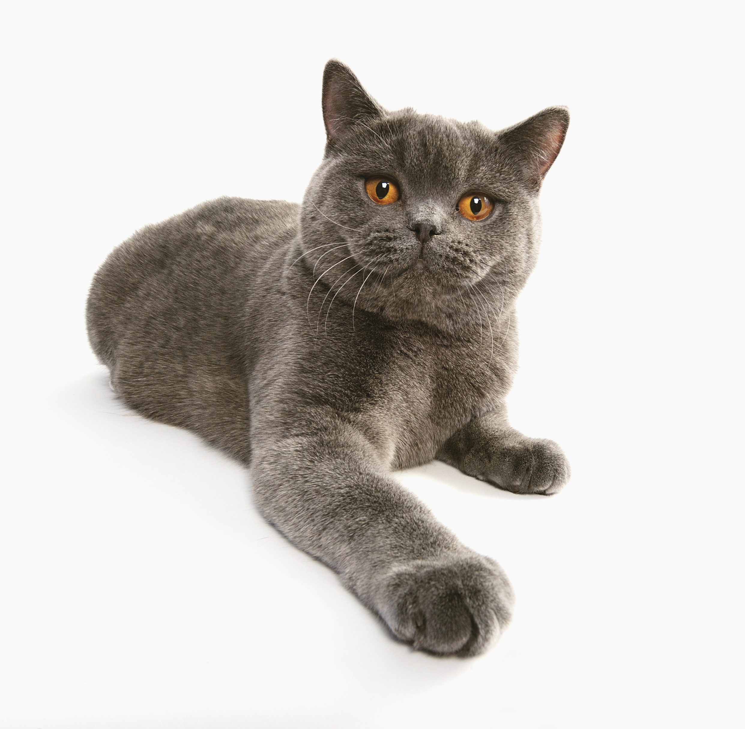 British Shorthair wallpaper