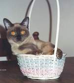 Кот породы Бурмис в корзине