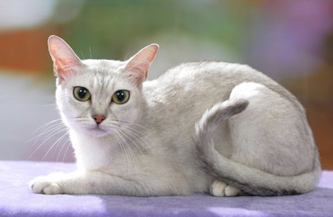 Кот породы Бурмилла фото