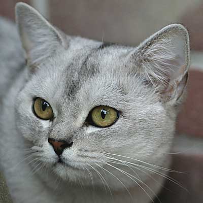 Морда кота породы Бурмилла фото