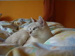 Burmilla on the bed