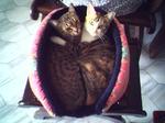 California Spangled Cat kittens in a basket