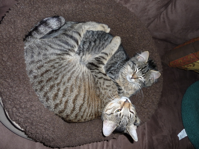 Котята Калифорнийской сияющей кошки фото