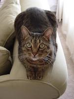 Калифорнийская сияющая кошка на диване