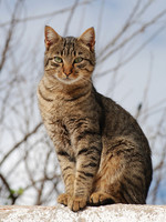 California Spangled Cat 