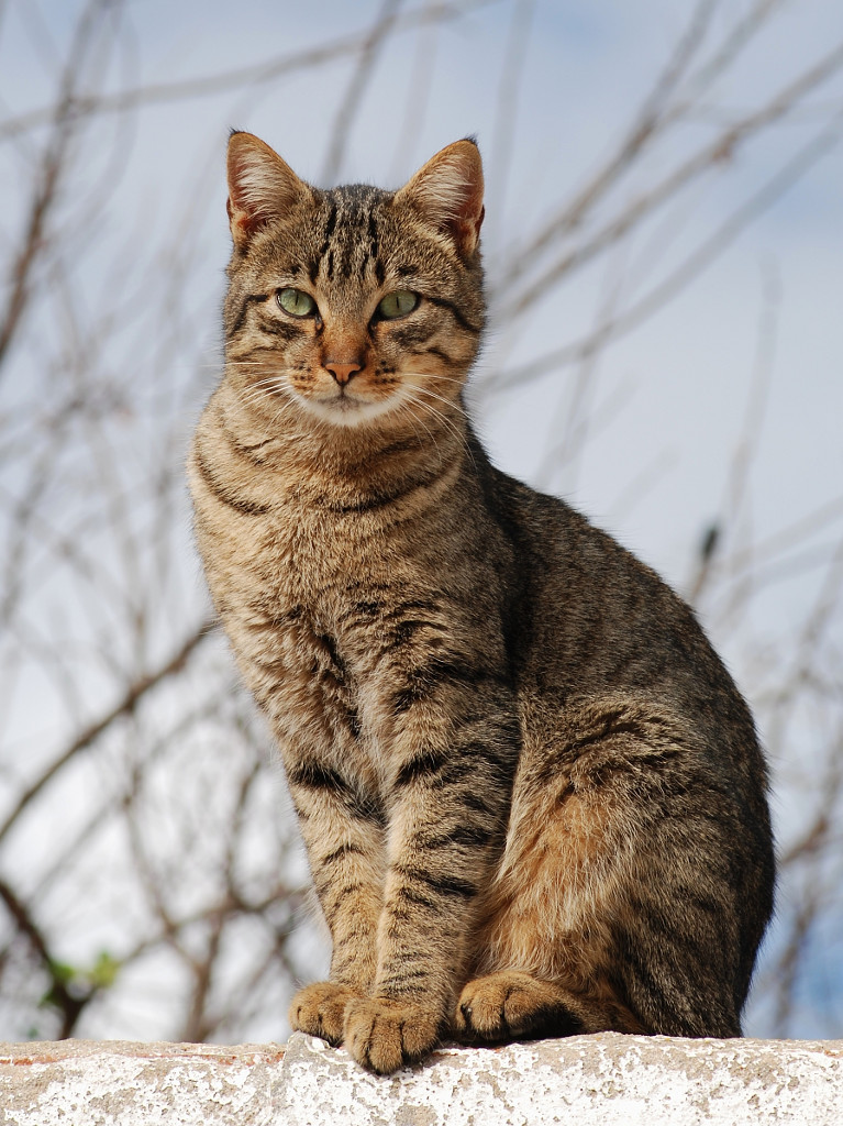 California Spangled Cat wallpaper