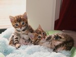 Очаровательные котята Бенгальской кошки