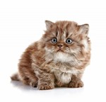 Очаровательный котенок Британской длинношерстной кошки
