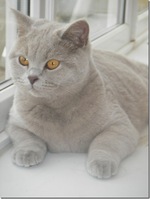 Charming British Shorthair