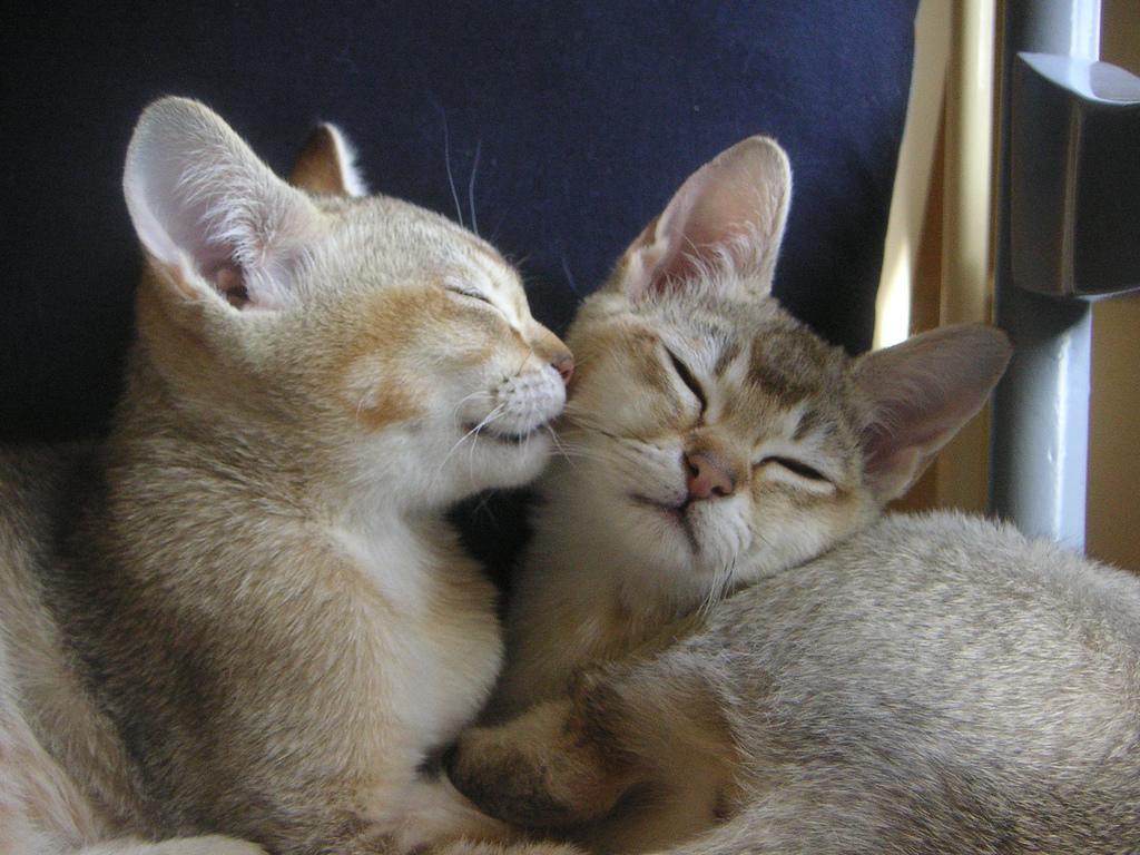Очаровтельные коты Бурмилла фото