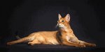 Charming Chausie