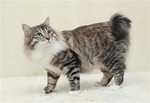 Charming Kurilian Bobtail 