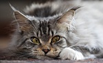 Charming Maine Coon face