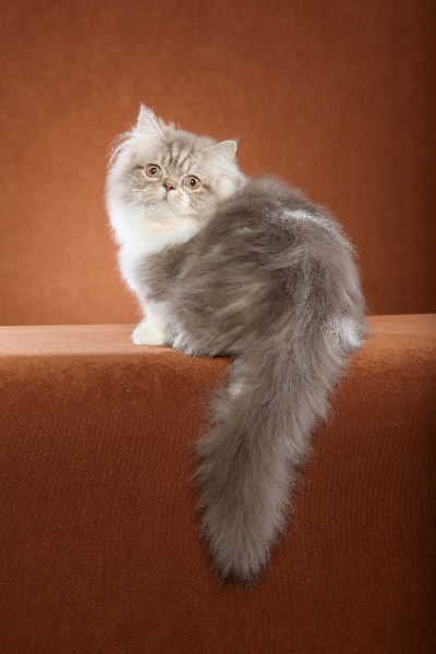 Очаровательный кот породы Наполеон фото
