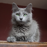 Charming Nebelung 