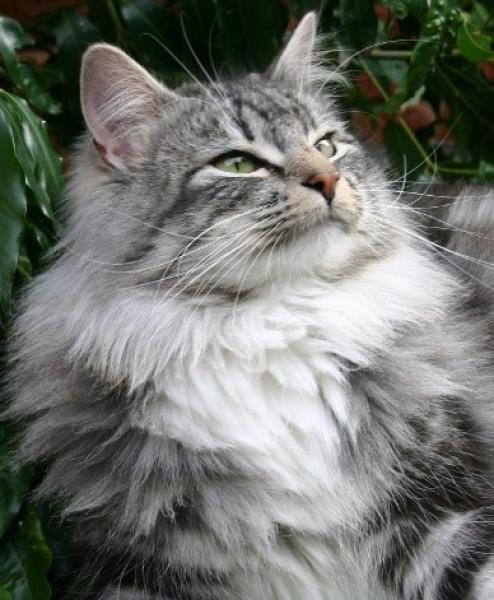 Очаровательная морда Норвежской лесной кошки фото