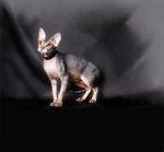 Charming Peterbald