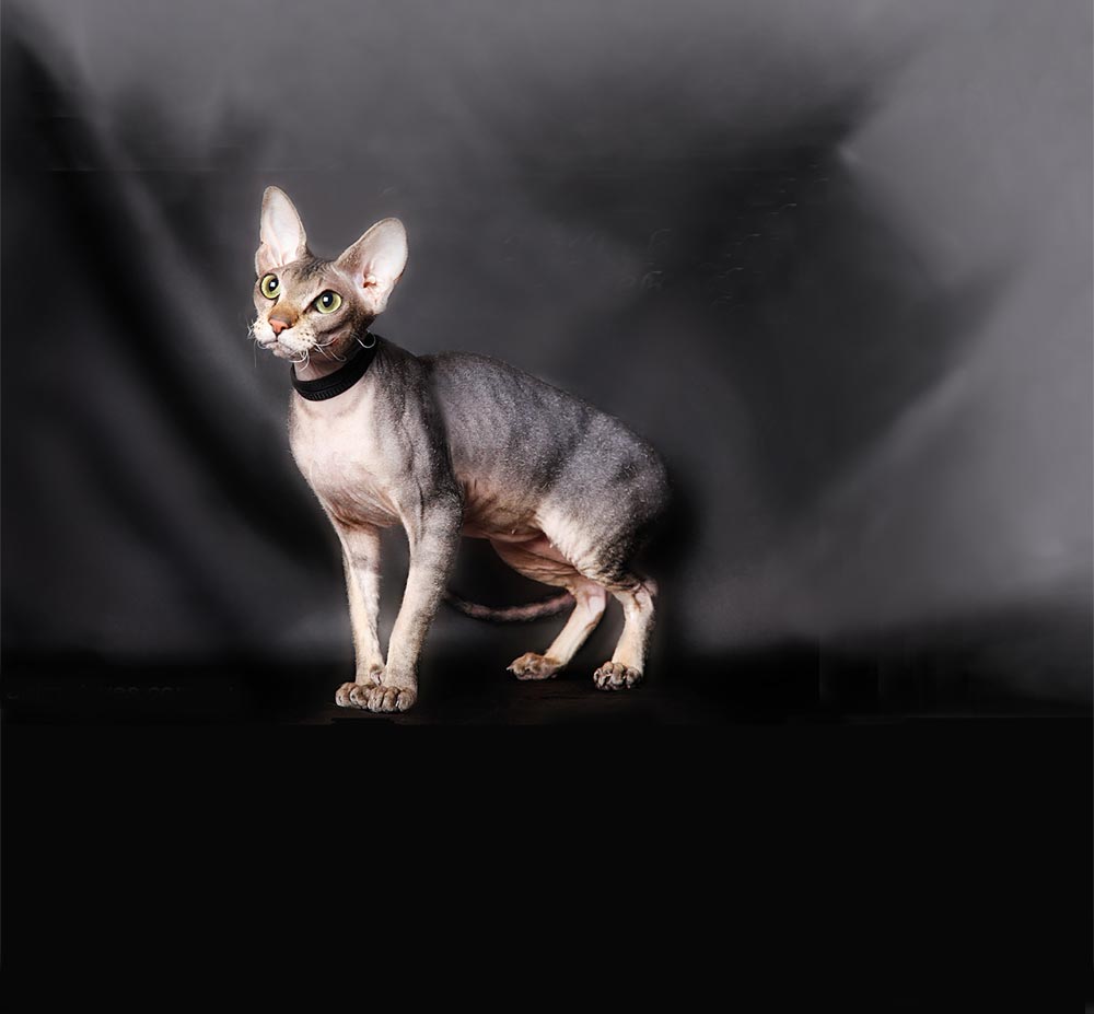 Очаровательный кот породы Петерболд фото