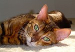 Charming Toyger cat 