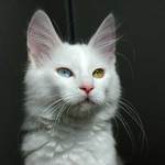 Charming Turkish Angora 