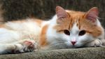 Charming Turkish Van