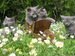 Chartreux cats and daisies