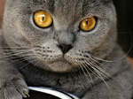 Chartreux face