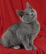 Chartreux kitten red background