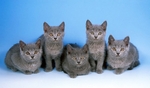 Chartreux kittens blue background