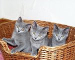 Chartreux kittens in a basket