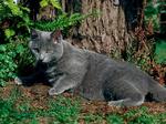 Chartreux near a tree