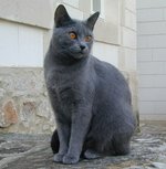 Chartreux near the house