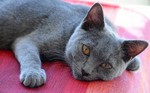 Chartreux on a floor