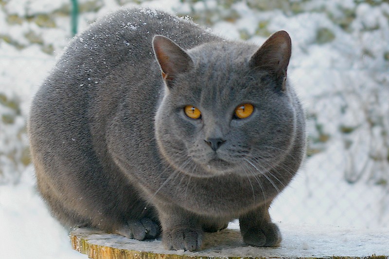 Chartreux wallpaper