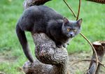 Chartreux sitting tree