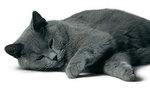 Chartreux sleeping