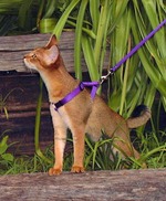 Chausie for a walk