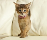 Chausie kitten on the couch