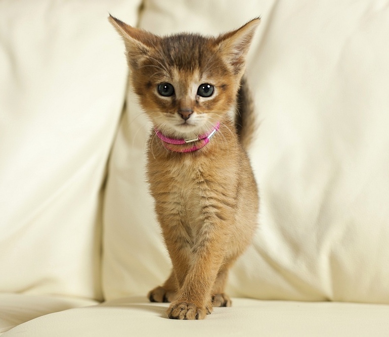 Котенок породы Чаузи на диване фото