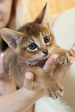 Chausie kitten 