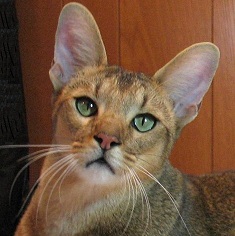 Chausie wallpaper