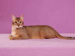 Chausie pink background