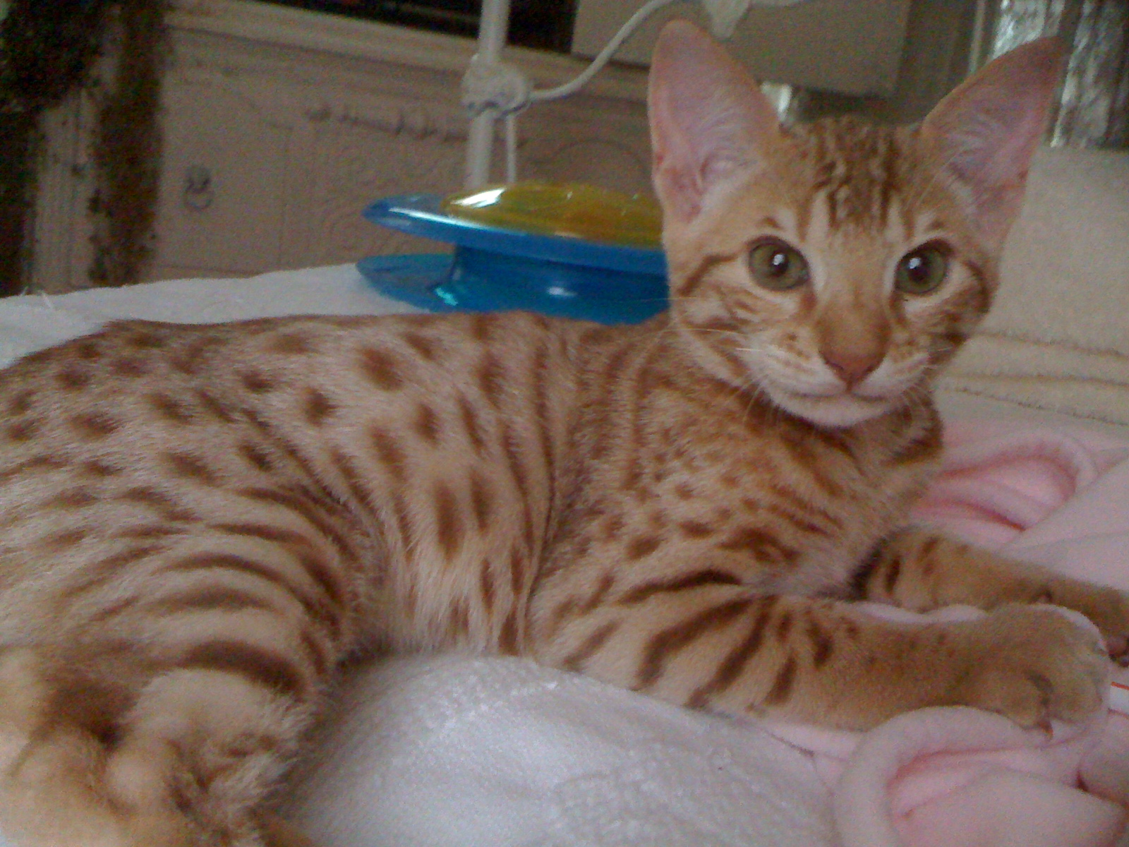 Котенок породы Чито лежит фото