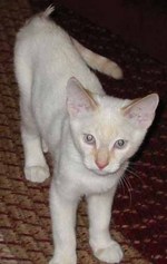 Colorpoint Shorthair kitten