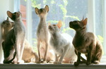 Cornish Rex cats near the window