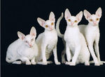 Cornish Rex cats