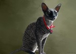 Cornish Rex in a red collar