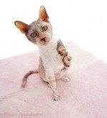 Cornish Rex kitten playing