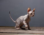 Cornish Rex kitten walking